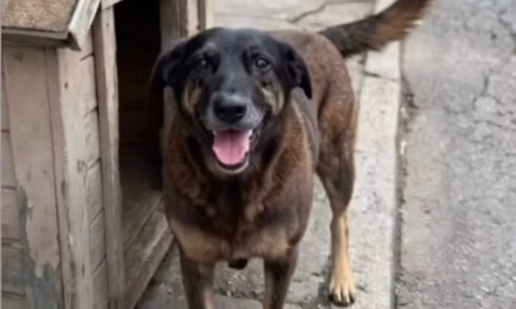 Cão Orelha: pais e tio de adolescentes são indiciados por coação de testemunha na investigação da morte do animal